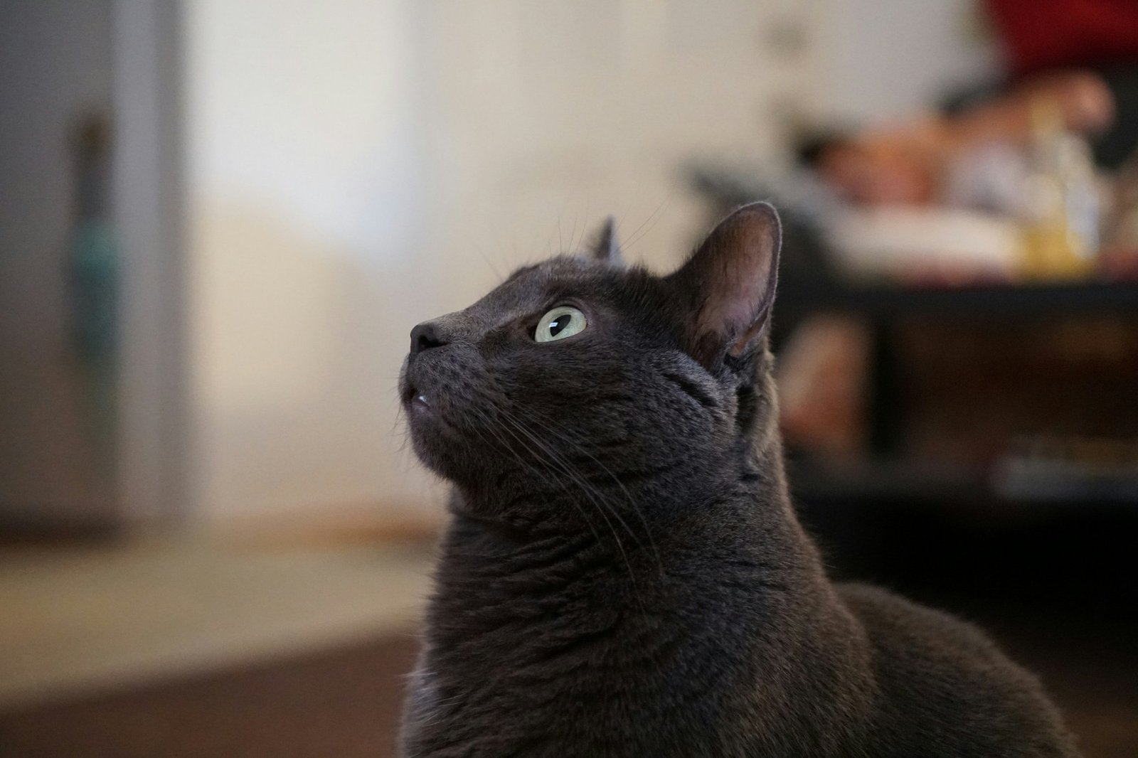 Chart showing cat hearing frequency range vs human