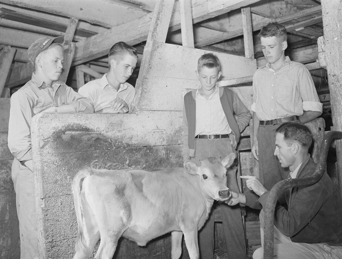 Comparison chart showing features of three pet insurance plans focusing on auditory care