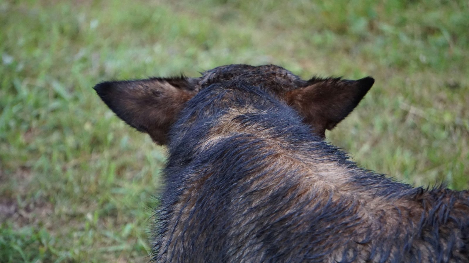 Veterinarian checking a dog's ears during an examination