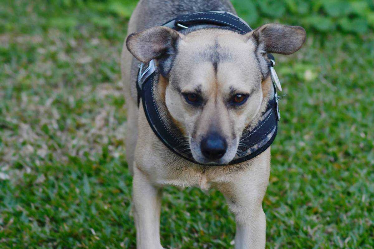 A happy golden retriever wearing a small hearing aid device.