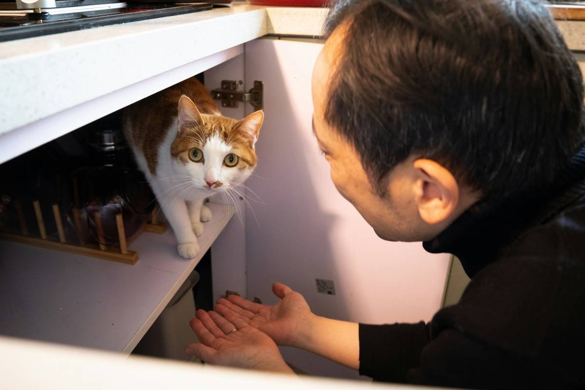 A veterinarian checking a cat's ear for signs of hearing loss