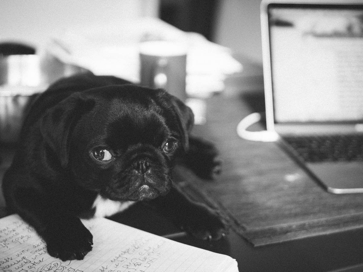 A veterinarian checking a dog's ear health using specialized equipment