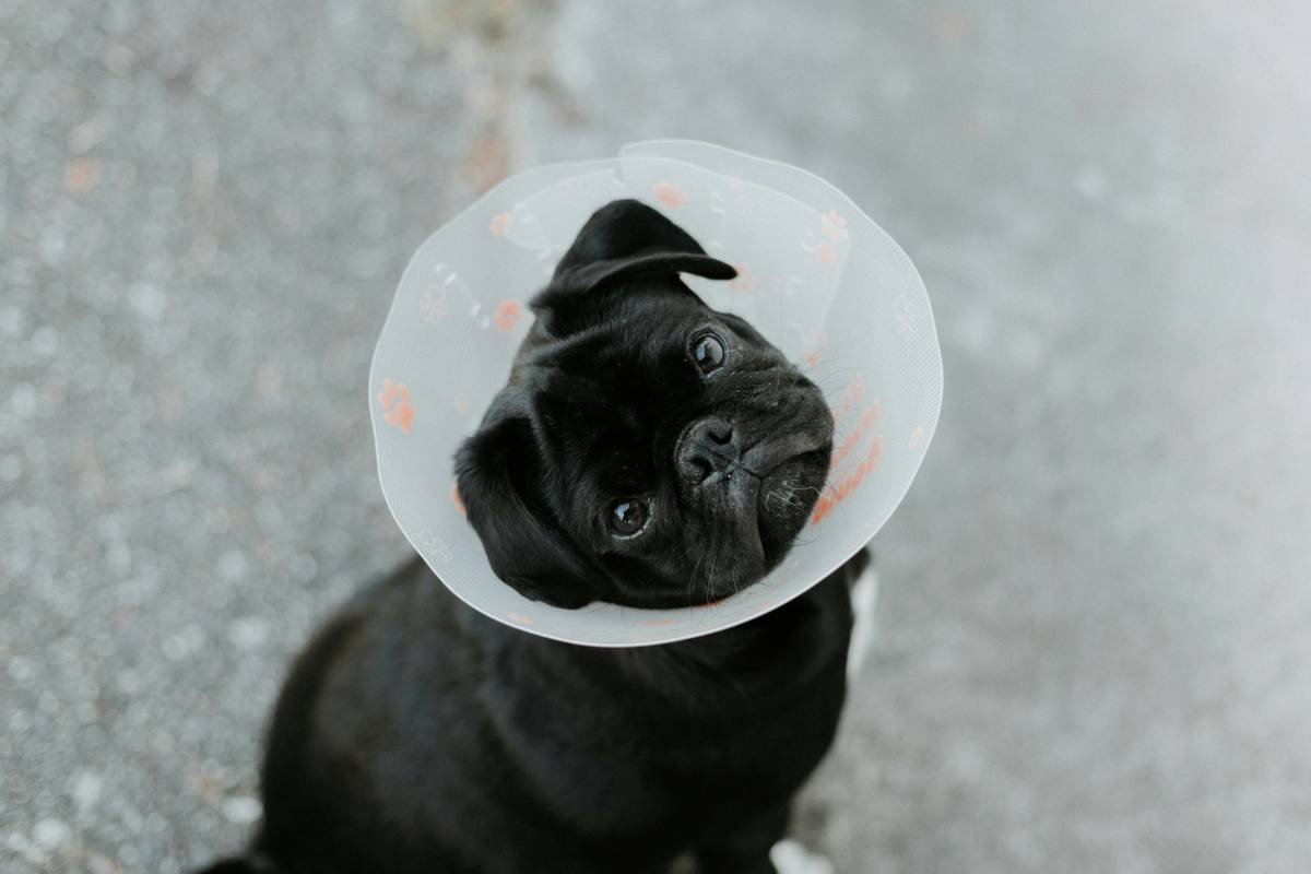 A veterinarian examining a dog's ear using an otoscope