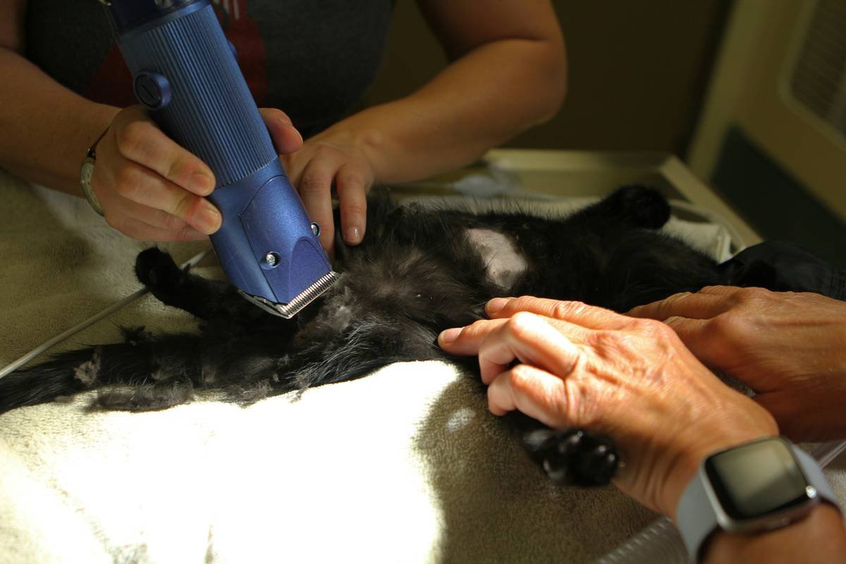 A veterinarian performing a BAER test on a sleeping cat.