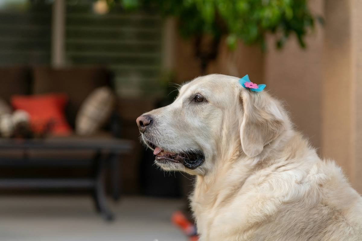 Before and after photos of Maggie using a dog hearing aid
