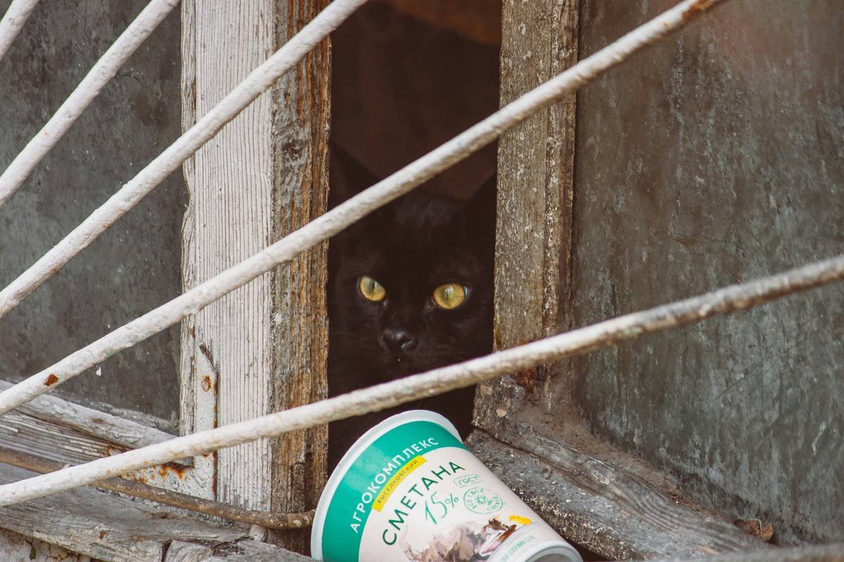 Cat Hearing Aid Coverage Cost: How Much Should You Budget for Your Feline Friend?