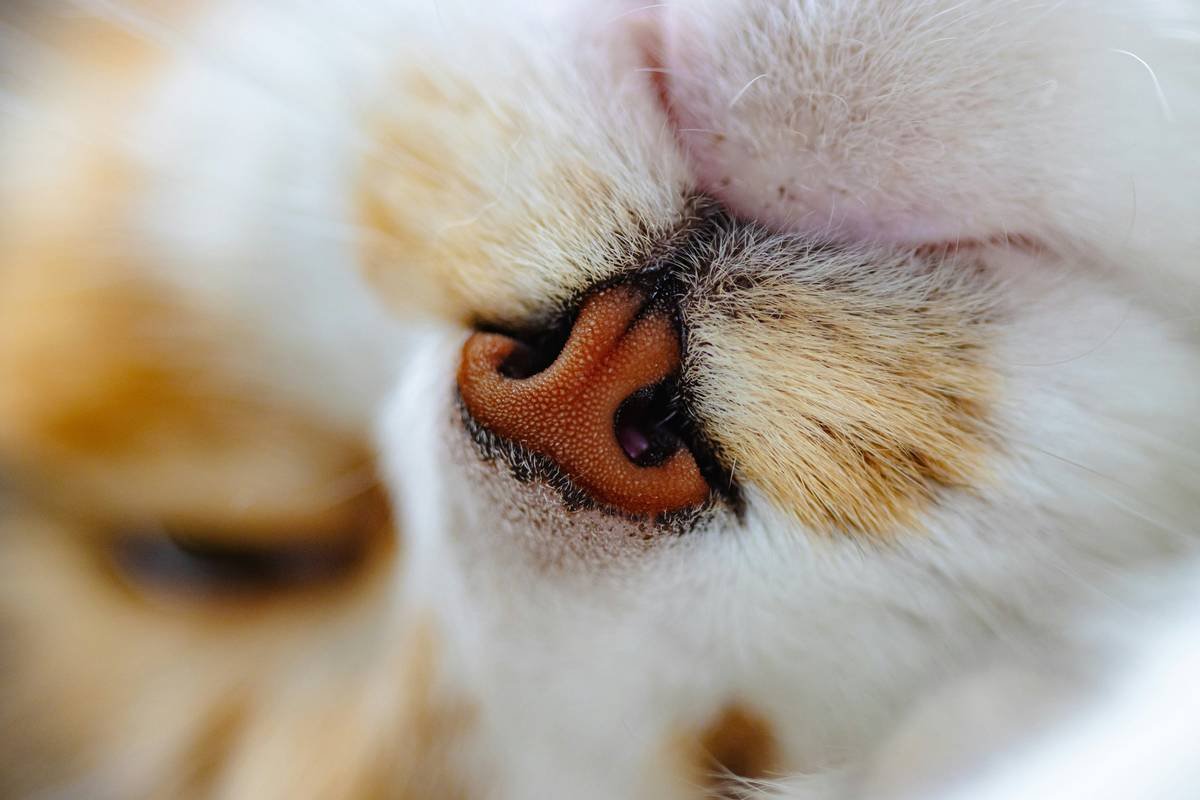Cat Hearing Training Plan: How to Protect Your Feline's Ears and Maximize Insurance Benefits