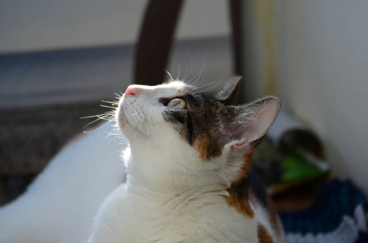 A serene black-and-white tuxedo cat lounging on a sunny windowsill.