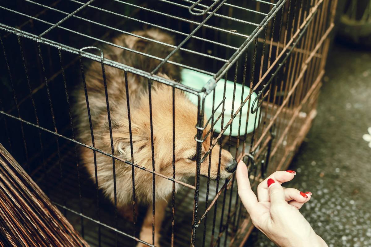 Close-up image of a veterinarian examining a dog's ears during a checkup