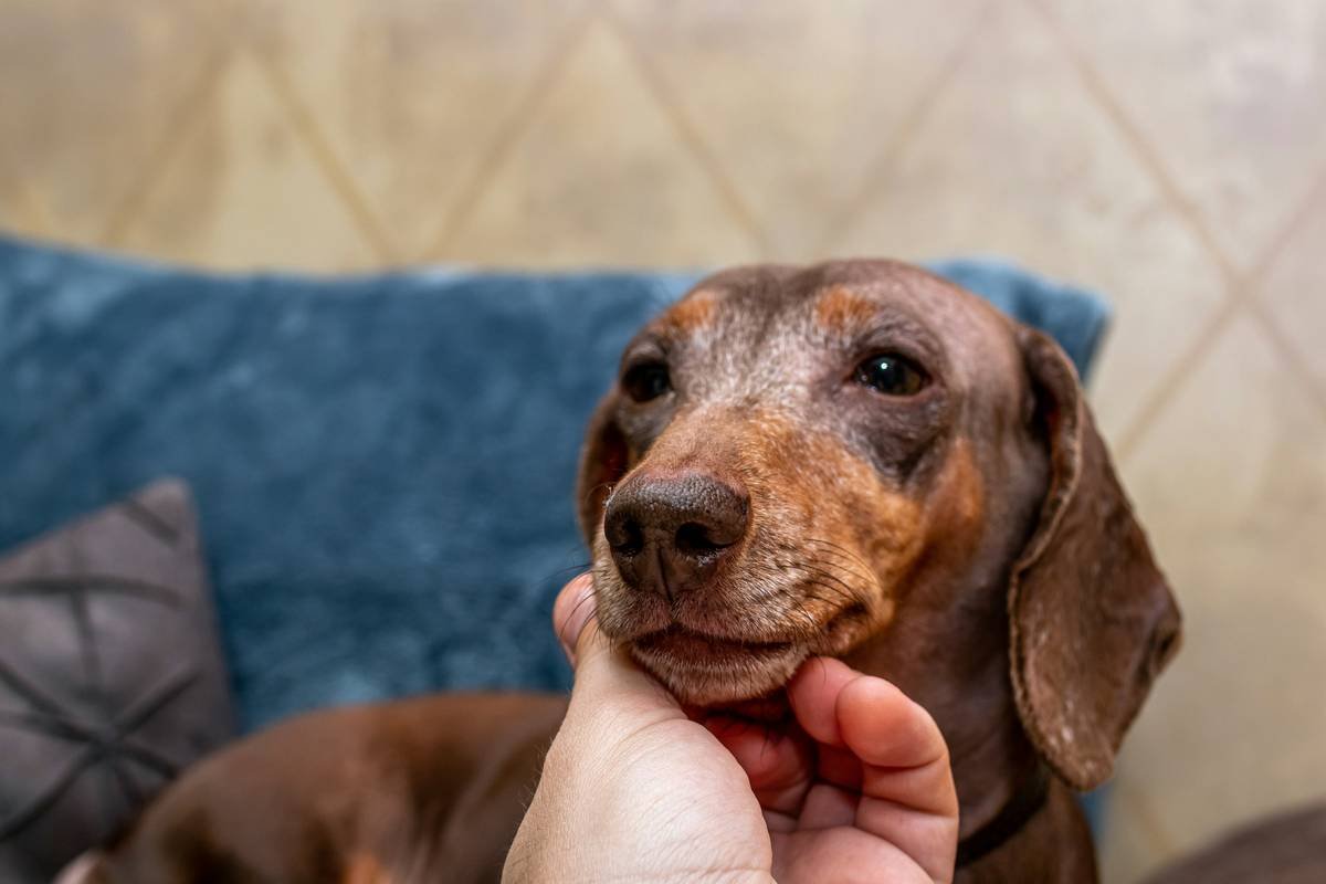 Happy dog visiting veterinarian during routine check-up