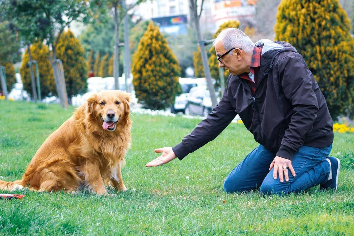 Photograph of Maxine, a rescued dog wearing a hearing aid, happily playing fetch in a park.
