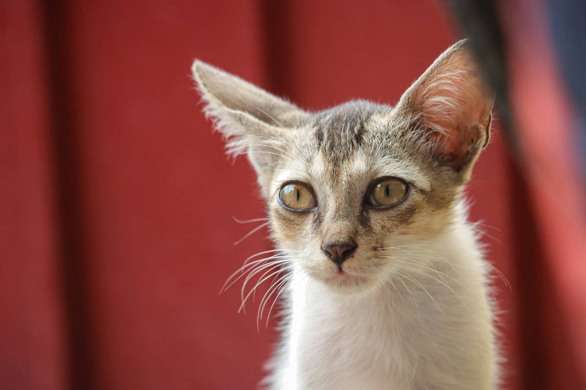 The Surprising Cat Hearing Training Benefits You Never Knew About