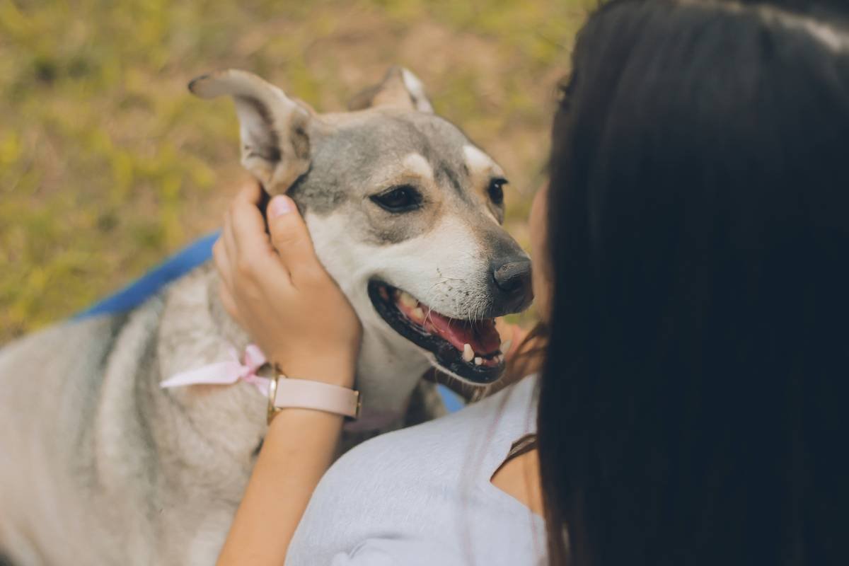 Your Ultimate Guide to Pet Hearing Training Insurance Plans: Protect Your Furry Friend