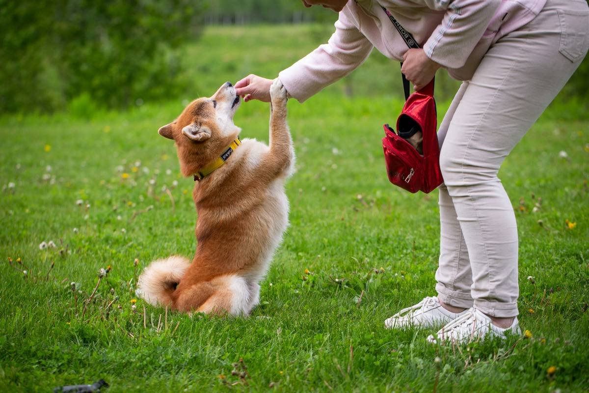 A veterinarian examining a small dog's ear during a checkup.