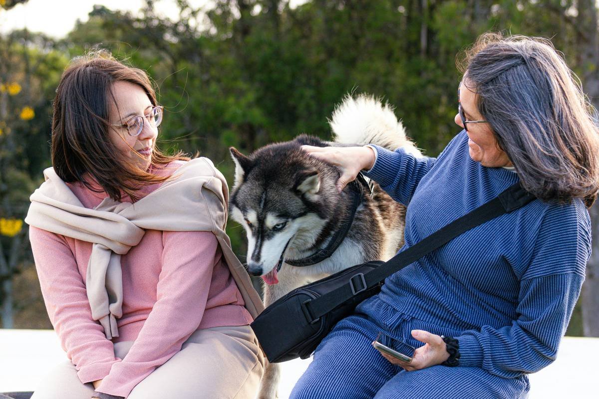 A veterinarian performing an auditory test on a golden retriever using specialized equipment.