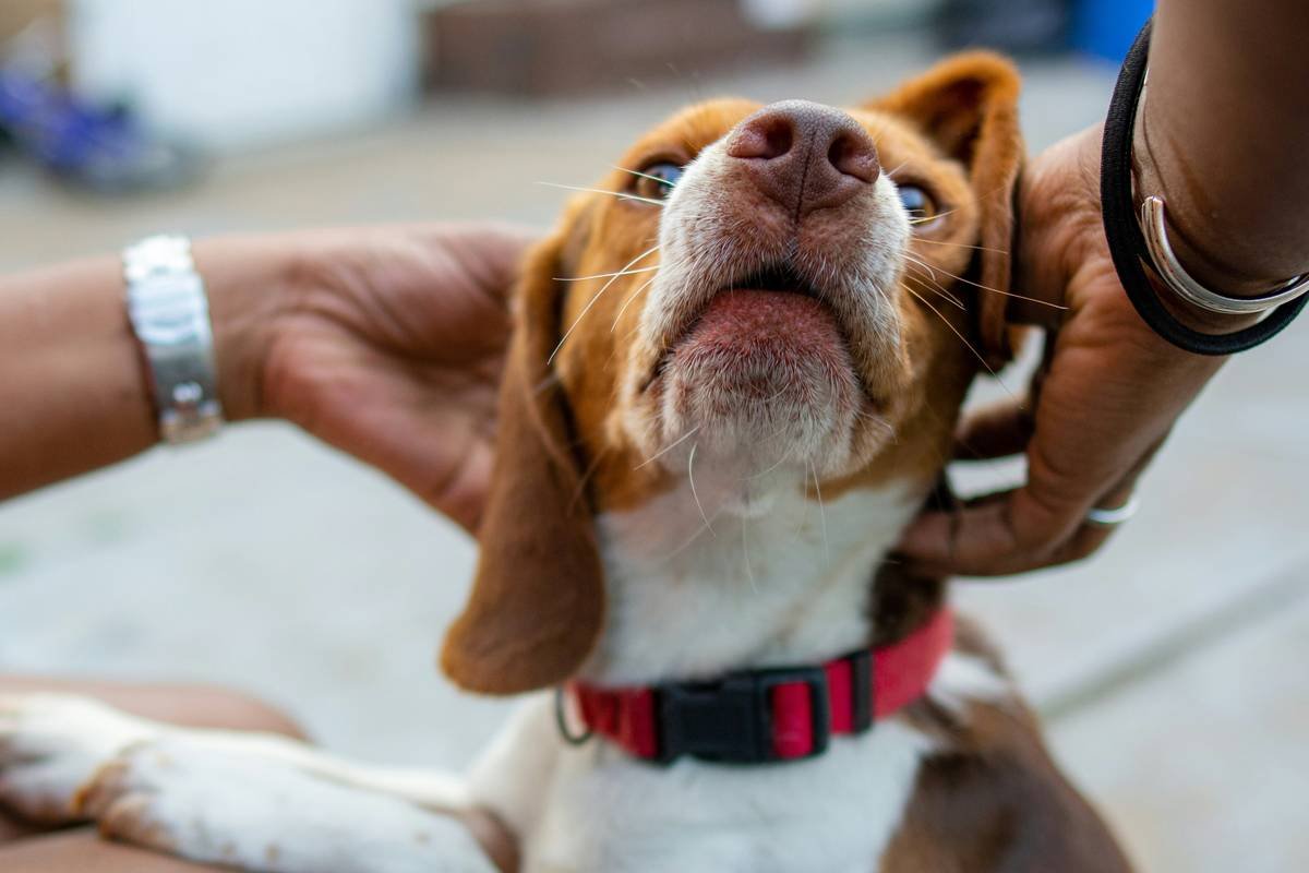 A veterinarian conducting a hearing test on a golden retriever.