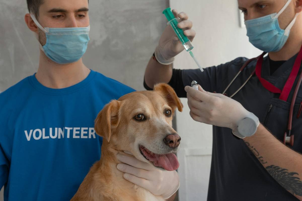 A veterinarian performing a hearing test on a golden retriever in a clinic