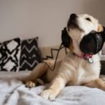 The Ultimate Guide to Pet Insurance Hearing Aid Claim: Navigating the Process