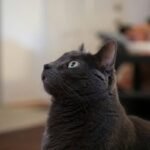 Why Your Cat Needs Hearing Training Insurance: A Comprehensive Guide