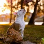 Maximize Your Dog Hearing Training Reimbursement: A Comprehensive Guide