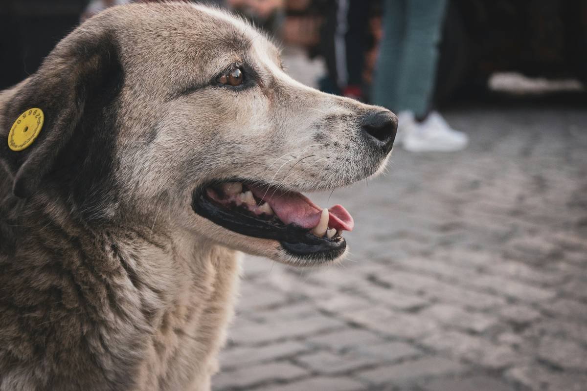 Bar chart showing hearing loss prevalence: 20% in dogs over age 10, 50% in cats over age 15, with hearing aid cost range $2,500–$4,500