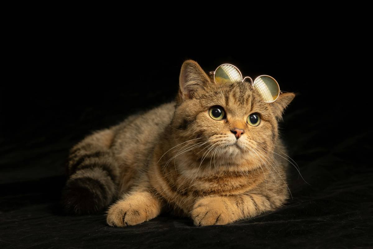 Bar chart showing prevalence of hearing loss in cats by age and coat color: 85% of white blue-eyed cats deaf, 30% of seniors over 10 affected