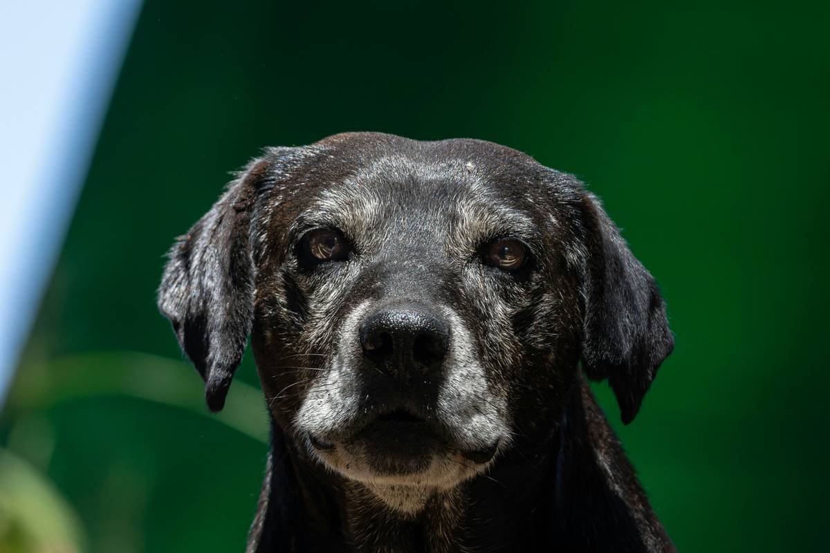 Can You Get a Pet Insurance Hearing Aid Claim? What Every Pet Parent Needs to Know