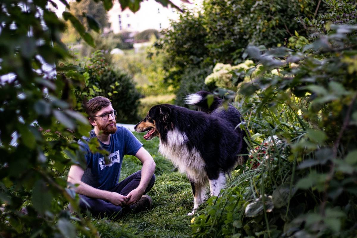 Deaf Border Collie leaping over an agility hurdle, handler using a flashlight signal mid-air