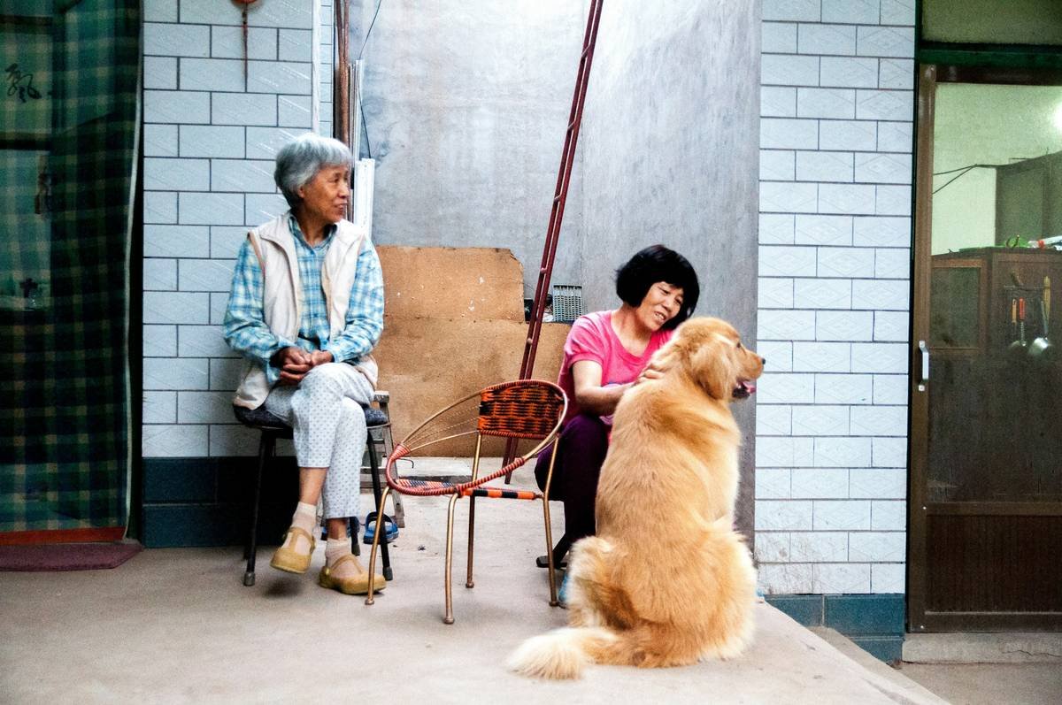 Does Pet Insurance Cover Hearing Aids? The Truth About Pet Insurance Hearing Aid Coverage