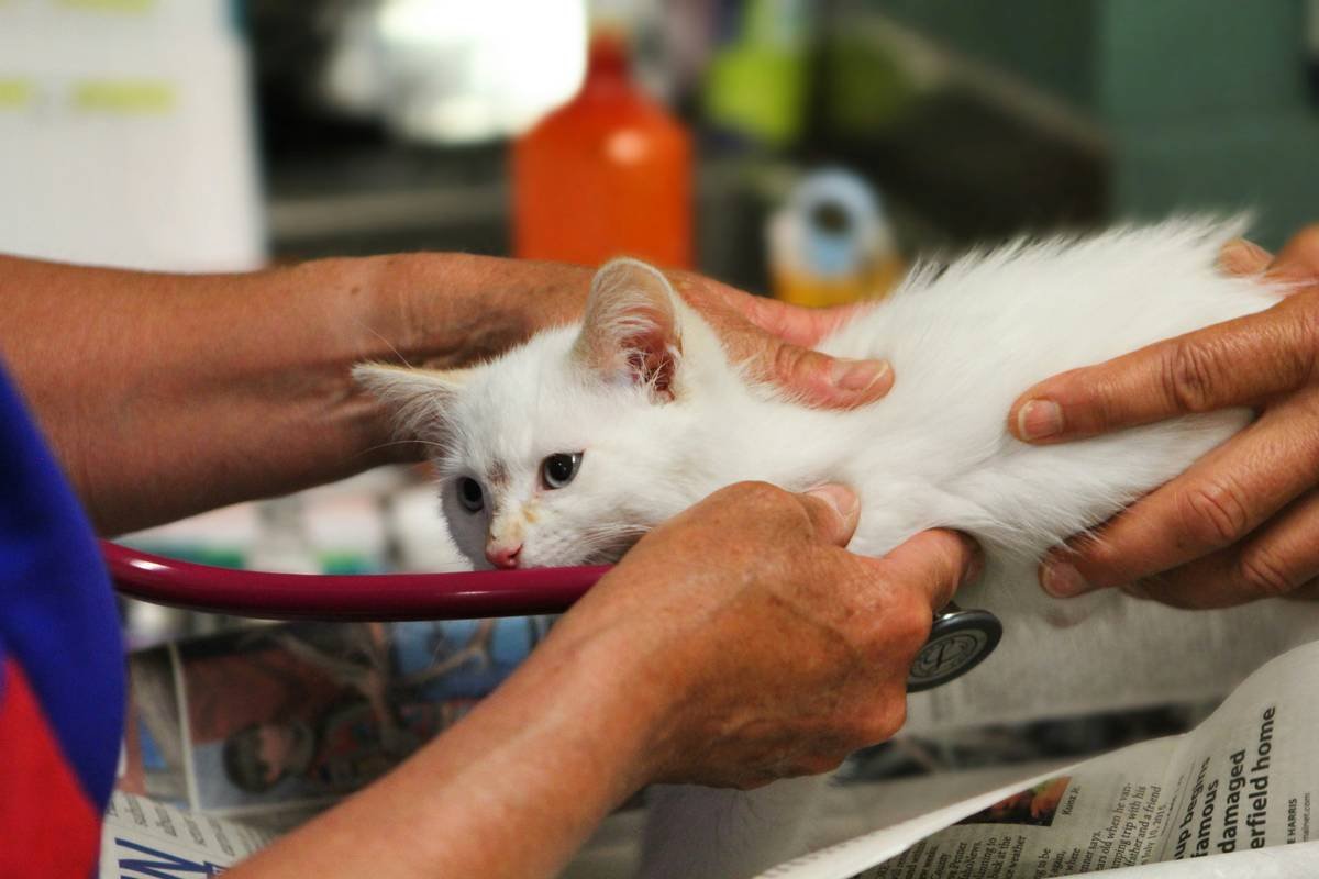 How Much Does a Hearing Aid for Pets Cost? (And Is Pet Insurance Worth It?)