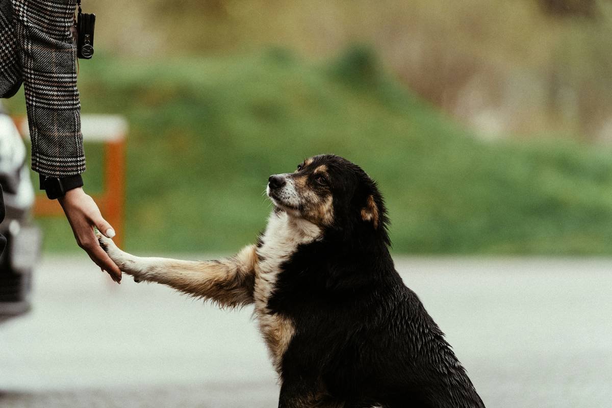 Infographic showing: 20% of dogs over 7 have hearing loss; 3x higher accident risk; breeds at risk include Dalmatians, Bull Terriers, Australian Shepherds