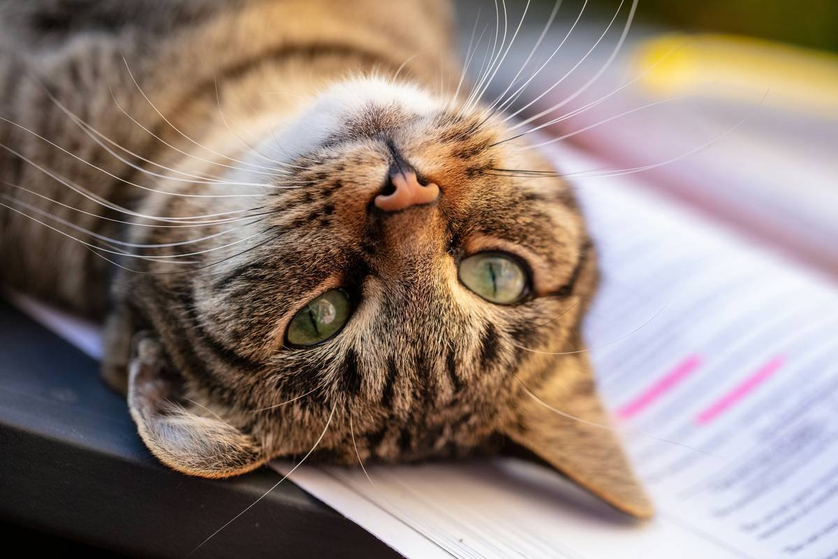 Infographic showing 5 signs your pet may be losing hearing: ignoring names, sleeping through alarms, head tilting, no startle reflex, bumping into walls