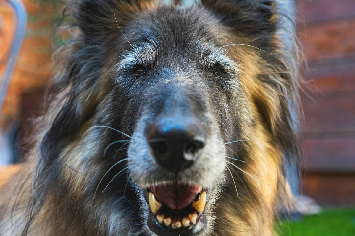 Infographic showing breeds prone to congenital deafness, average BAER test costs ($250-$500), and percentage of pet insurers excluding hearing diagnostics (68%)