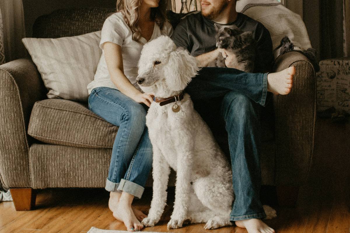 Is Your Cat Missing Cues? Why a Cat Hearing Test Policy Should Be on Your Pet Insurance Radar