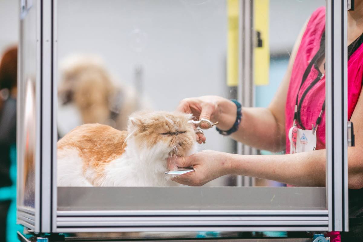 Is Your Pup Missing Cues? Why a Dog Hearing Diagnostic Plan Could Save You Thousands