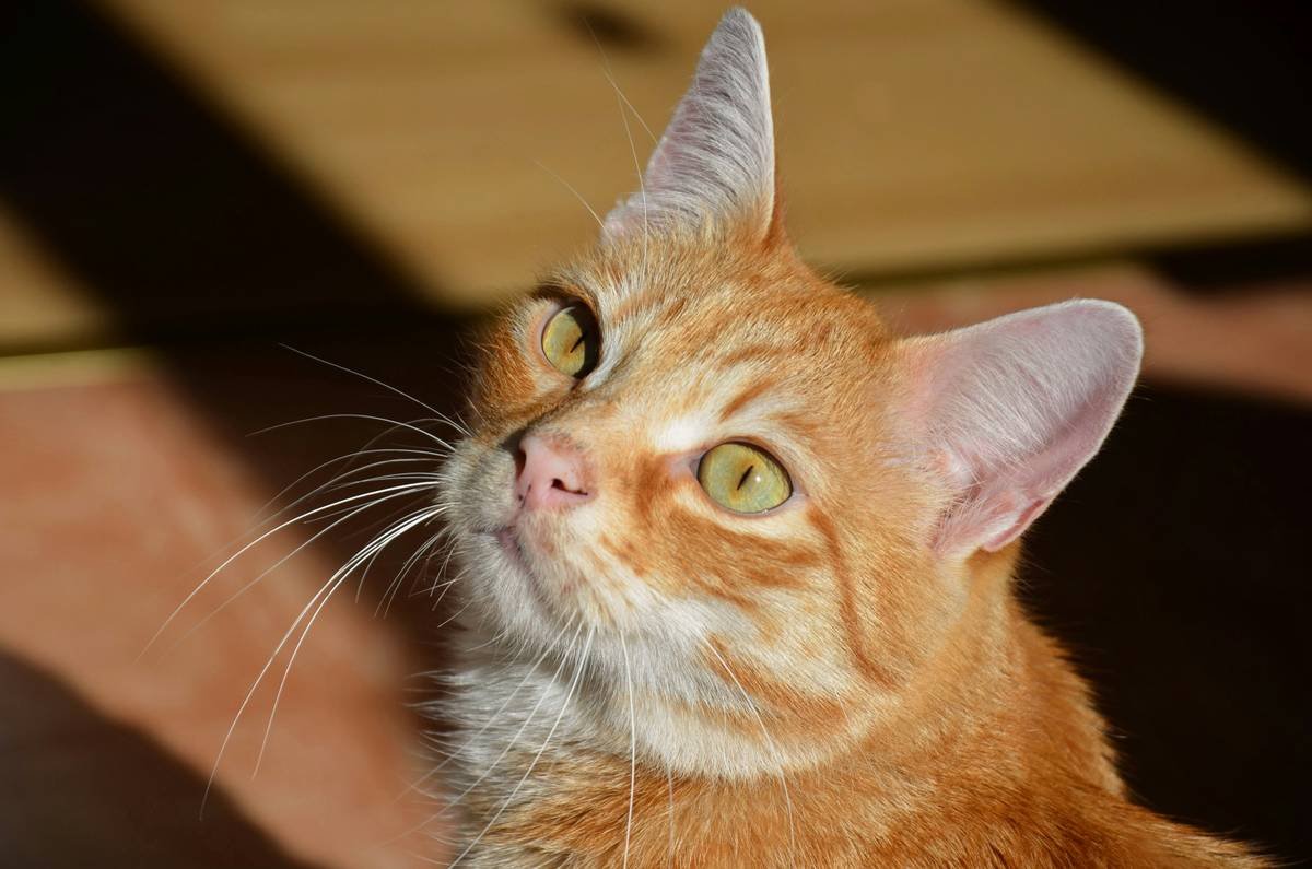 What Is a Cat Hearing Training Policy? (And Why Your Feline Deserves One)