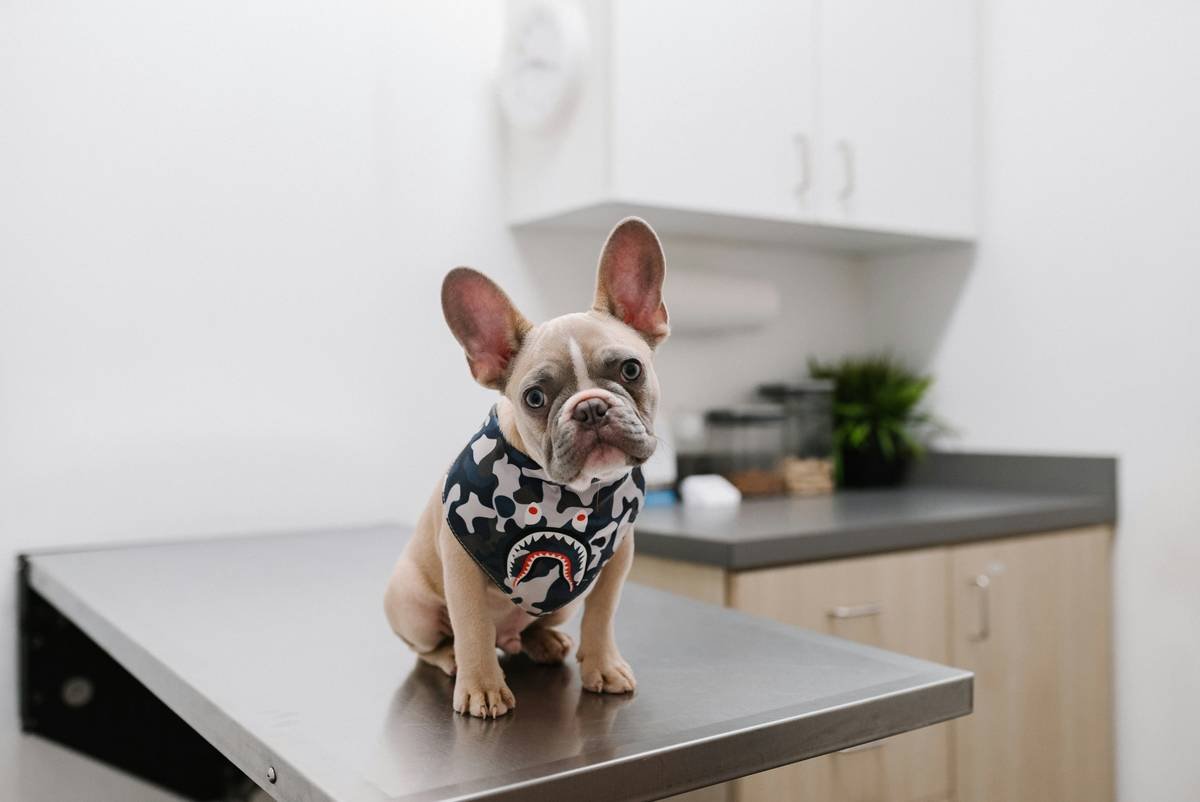 Why Pet Care Hearing Test Benefits Could Save You Thousands (and Your Dog’s Joy)