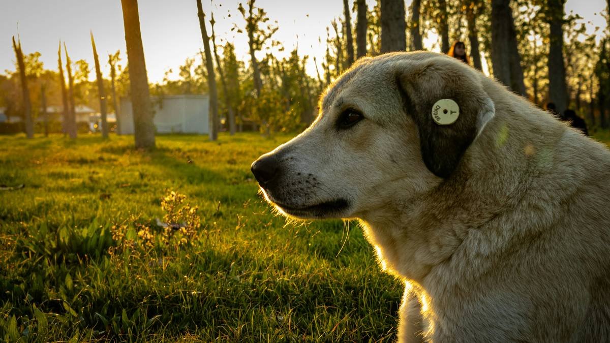 Bar chart comparing average costs of pet hearing diagnostics: Otoscopy ($75-$150), Tympanometry ($100-$200), BAER test ($250-$600), MRI ($1,200-$2,500)