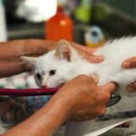 Is Your Cat Missing Cues? Why a Cat Hearing Test Insurance Plan Could Save You Thousands
