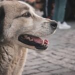 Is Your Dog’s Hearing Training Covered? What You Need to Know About a Hearing Training Pet Insurance Plan