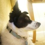 What Is a Pet Care Hearing Training Policy? Your Complete Guide to Protecting Your Dog’s Auditory Health