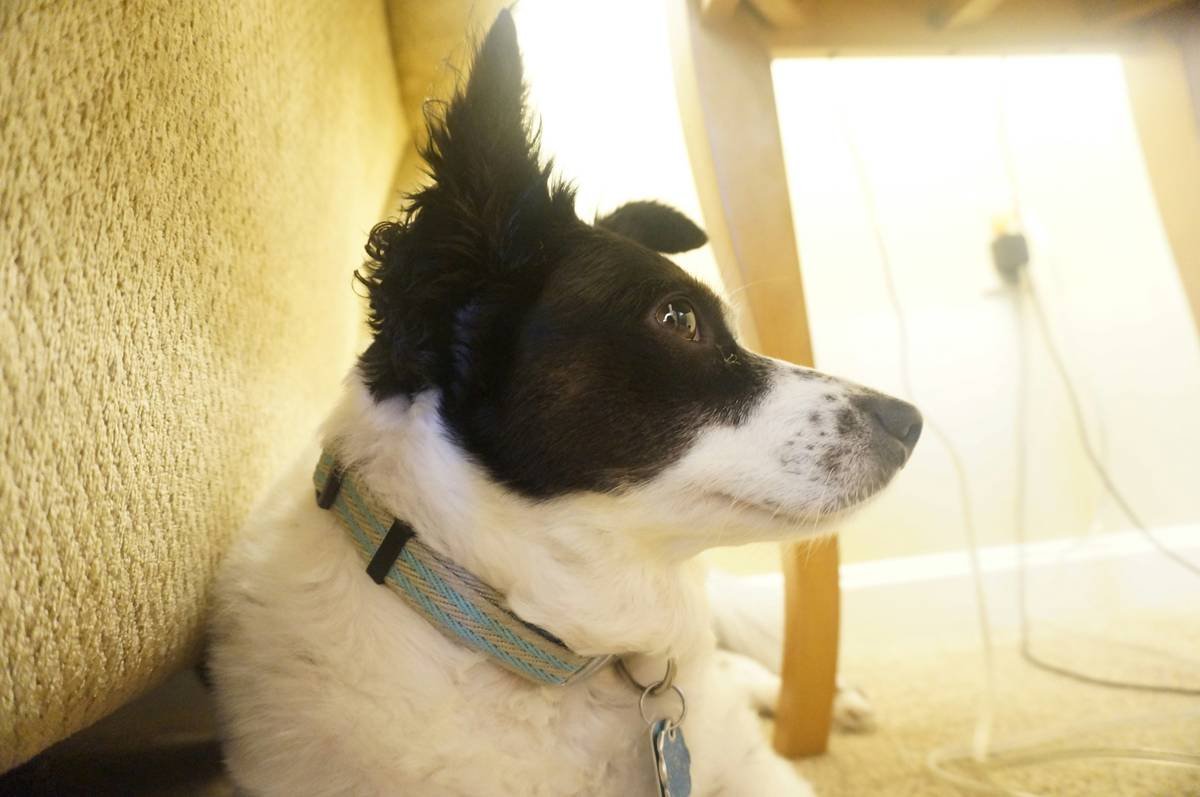 What Is a Pet Care Hearing Training Policy? Your Complete Guide to Protecting Your Dog’s Auditory Health