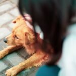 What Is Pet Hearing Diagnostic Coverage—and Why Your Dog Might Need It