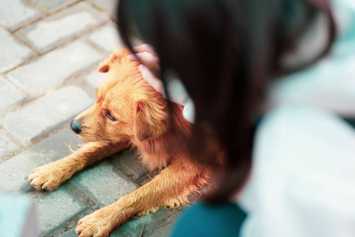 What Is Pet Hearing Diagnostic Coverage—and Why Your Dog Might Need It